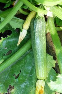 legumes-courgettes