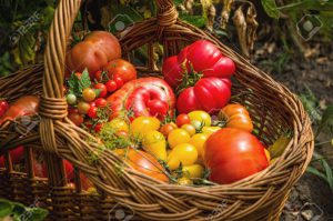 panier-avec-diff-rents-types-de-tomates-dans-un-jardin