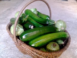 panier-courgette