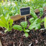 campagne-hebergement-oreilles-delicates-potager-jardin-epinards-degustation-partage-amis-musique