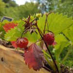 campagne-hebergement-oreilles-delicates-potager-jardin-fraises-degustation-partage-amis-musique
