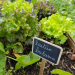 campagne-hebergement-oreilles-delicates-potager-jardin-laitue-batavia-degustation-partage-amis-musique