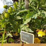 campagne-hebergement-oreilles-delicates-potager-jardin-tomates-cerises-degustation-partage-amis-musique-2