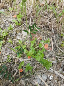 campagne-hebergement-oreilles-delicates-barbecue-tourisme-petites-fleurs-oranges