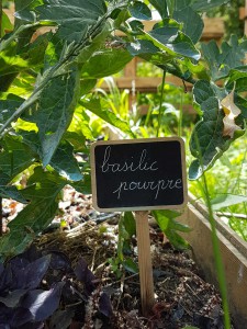 campagne-hebergement-oreilles-delicates-potager-jardin-basilic-pourpre-degustation-partage-amis-musique