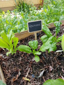 campagne-hebergement-oreilles-delicates-potager-jardin-epinards-degustation-partage-amis-musique