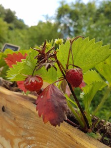 campagne-hebergement-oreilles-delicates-potager-jardin-fraises-degustation-partage-amis-musique