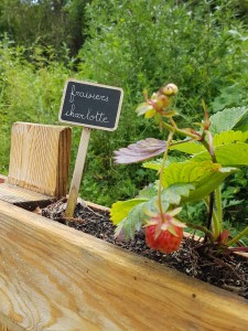 campagne-hebergement-oreilles-delicates-potager-jardin-fraisiers-charlotte-degustation-partage-amis-musique