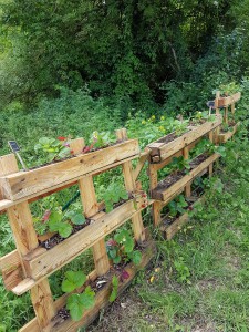 campagne-hebergement-oreilles-delicates-potager-jardin-fraisiers-etalage-degustation-partage-amis-musique