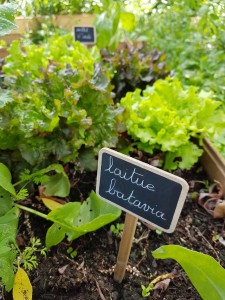 campagne-hebergement-oreilles-delicates-potager-jardin-laitue-batavia-degustation-partage-amis-musique