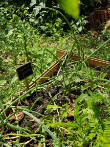 campagne-hebergement-oreilles-delicates-potager-jardin-oignons-jaunes-degustation-partage-amis-musique