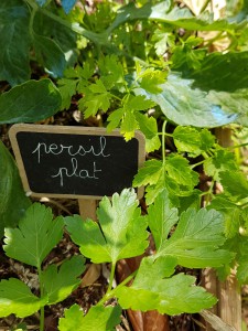 campagne-hebergement-oreilles-delicates-potager-jardin-persil-plat-degustation-partage-amis-musique