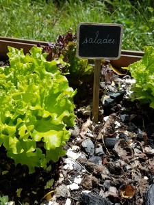 campagne-hebergement-oreilles-delicates-potager-jardin-salades-degustation-partage-amis-musique