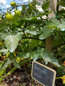 campagne-hebergement-oreilles-delicates-potager-jardin-tomates-cerises-degustation-partage-amis-musique-1