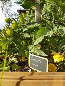 campagne-hebergement-oreilles-delicates-potager-jardin-tomates-cerises-degustation-partage-amis-musique-2
