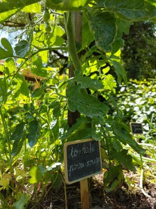 campagne-hebergement-oreilles-delicates-potager-jardin-tomates-poires-rouges-degustation-partage-amis-musique